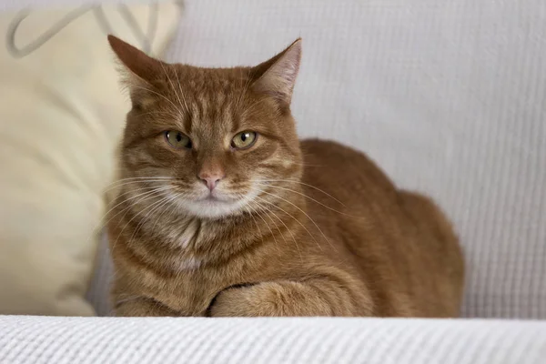 Beautiful red cat lying on white sofa. The pet is resting at home. — 스톡 사진