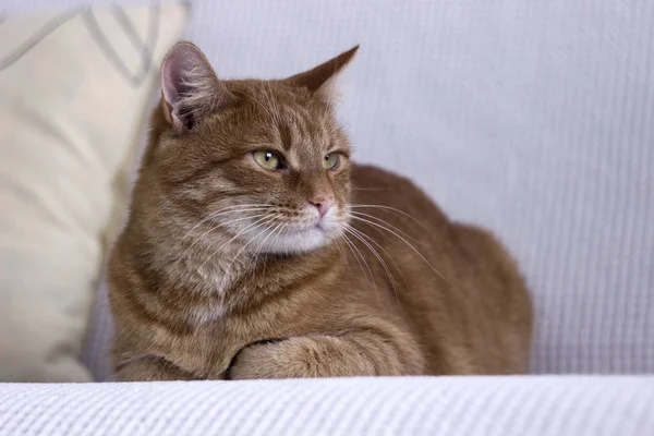 Beautiful red cat lying on white sofa. The pet is resting. — 스톡 사진