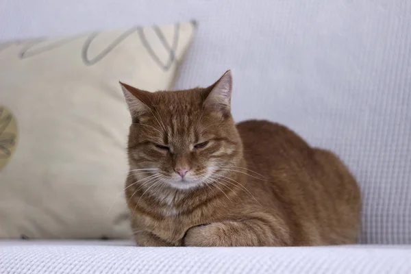 Beautiful red cat lying on white sofa. The pet is resting at home. — 스톡 사진