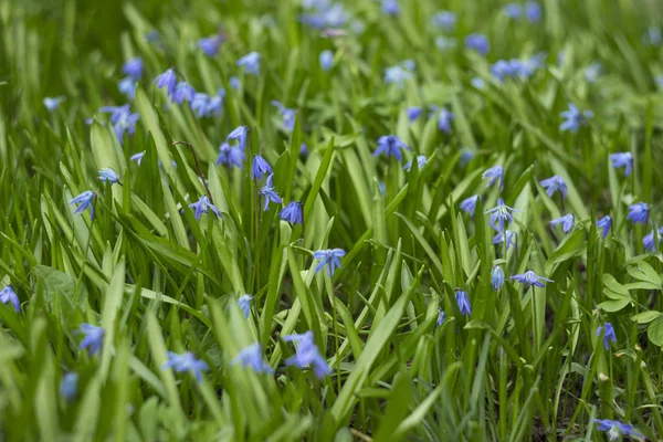 Scilla Siberica or Blue Snowdrop - spring blue flowers. First sp — Stock Photo, Image
