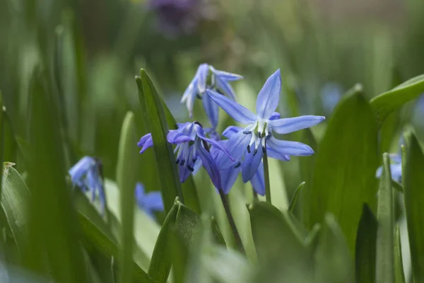 Scilla Siberica или Blue Snowdrop - весенние голубые цветы, крупным планом — стоковое фото