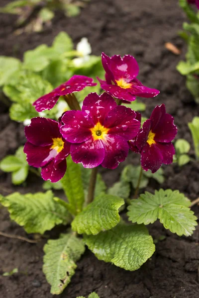 Buskar av lila primula med en gul mitt med vattendroppar efter regn på blommorna. Vårkoncept, vackra blommor blommar i trädgården — Stockfoto