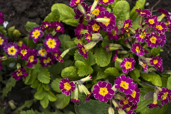 Dark pink primrose with a yellow center blooms in the garden against, Spring concept background. Beautiful flowers, top view — Stock Photo, Image