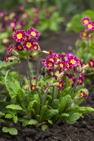 Buskar av lila primula med en gul mitt och på en lång stjälk med vattendroppar efter regn på blommorna. Vårkoncept, vackra blommor blommar i trädgården — Stockfoto