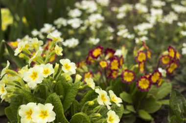 Bahçedeki kırmızı ve sarı çuha çiçeği, arka plandaki küçük beyaz çiçeklere karşı. Bahar konsepti, çiçeklikte güzel çiçekler.