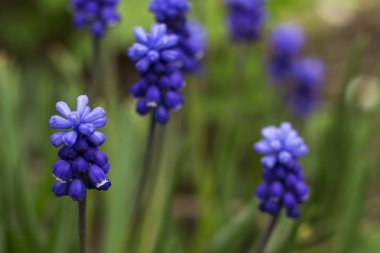 Muscari ermeniacum, mavi üzüm sümbülü uzun ömürlü bir bitkidir. Çiçek deseni, çiçek tarhında güzel bahar çiçekleri, bulanık arka plan.