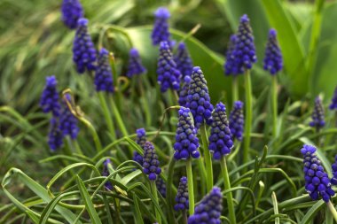 Muscari ermeniacum, mavi üzüm sümbülü uzun ömürlü bir bitkidir. Çiçek deseni, çiçek tarhında güzel bahar çiçekleri, bulanık arka plan.