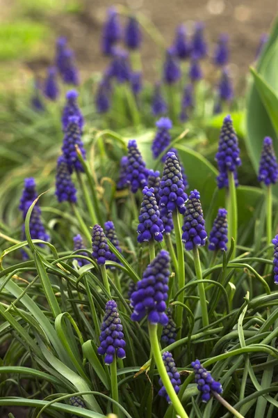 Muscari armeniacum, blå druva hyacinter är en perenn lökväxt. Blommönster, vackra våren blommor i rabatten, suddig bakgrund — Stockfoto