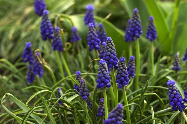Muscari armeniacum, blauwe druiven hyacinten is een vaste plant. Bloemenpatroon, mooie lentebloemen in de bloembed, wazige achtergrond — Stockfoto