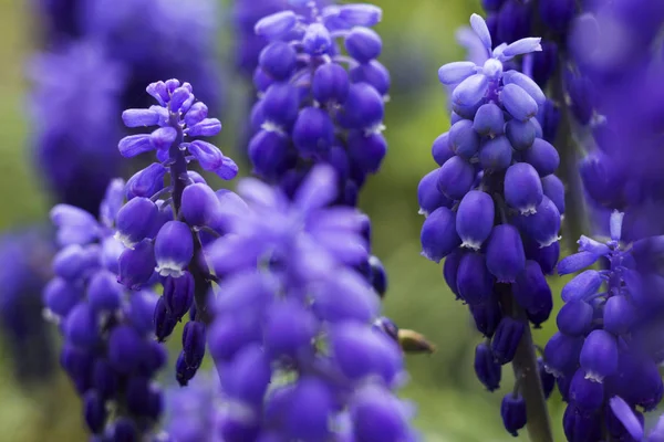 Muscari armeniacum, blauwe druiven hyacinten is een vaste plant. Bloemenpatroon, mooie lentebloemen in de bloembed, wazige achtergrond — Stockfoto