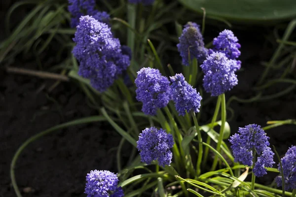 Terry muscari (Fantasy Creation) - blå muscari, druvhyacinter. Vackra våren blommor blommar i rabatten, suddig bakgrund — Stockfoto