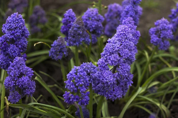 Terry muscari (Fantasy Creation) - blå muscari, druvhyacinter. Vackra våren blommor blommar i rabatten, suddig bakgrund — Stockfoto