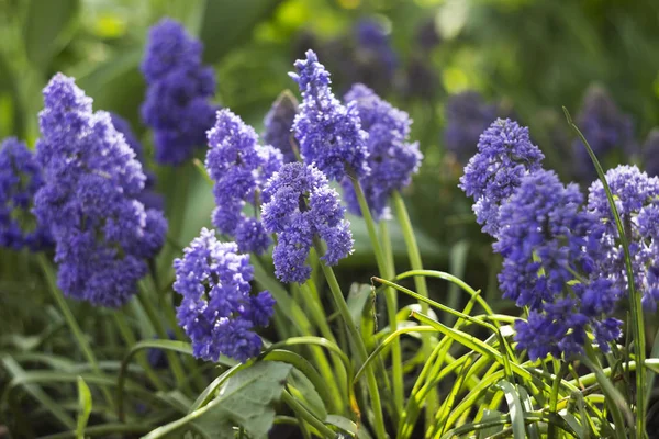 Terry muscari (Criação de Fantasia) - muscari azul, jacintos de uva. Lindas flores da primavera floresce no canteiro de flores, fundo borrado — Fotografia de Stock