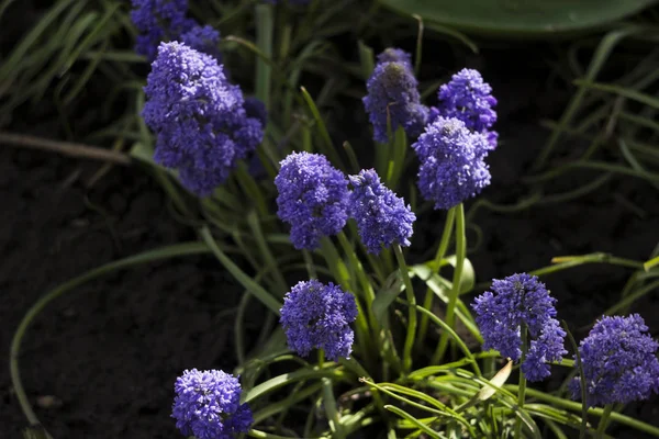 Terry muscari (Fantasy Creation) - blå muscari, druvhyacinter. Vackra våren blommor blommar i rabatten, suddig bakgrund — Stockfoto