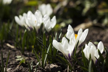Beyaz timsahlar güneşli bir bahar gününde bahçede çiçek açarlar. Güzel çiçekler arka arkaya ekilir. Arkaplan