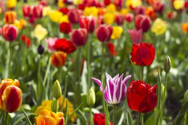 Bahar bahçesinde birçok parlak ve renkli laleler çiçek açar. Turuncu, beyaz, pembe ve kırmızı laleler, çiçekler. Çiçek arka planı