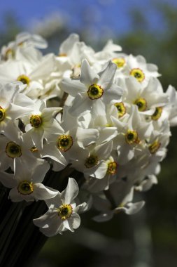 White narcissus (Narcissus poeticus) - white delicate flowers in spring. Bouquet of daffodils, white with an orange center. Background