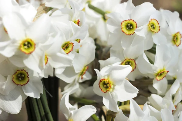 Белый нарцисс (Narcissus poeticus) - белые нежные цветы весной. Букет нарциссов, белый с оранжевым центром. Фон — стоковое фото