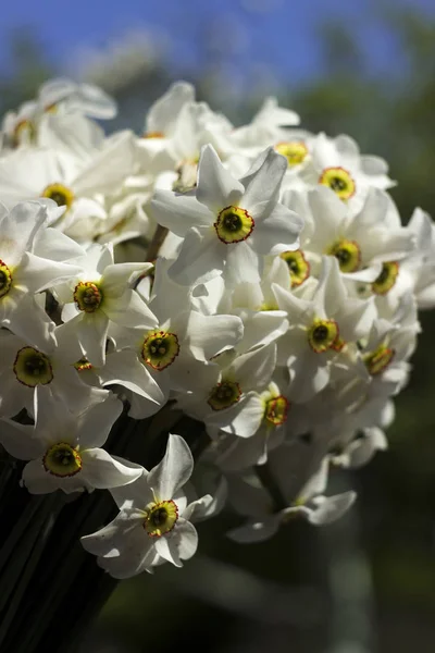 Narciso branco (Narcissus poeticus) - flores delicadas brancas na primavera. Buquê de narcisos, branco com um centro laranja. Contexto — Fotografia de Stock