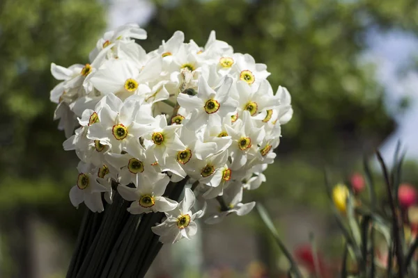 Белый нарцисс (Narcissus poeticus) - белые нежные цветы весной. Букет белых нарциссов с оранжевым центром на фоне тюльпанов в саду — стоковое фото