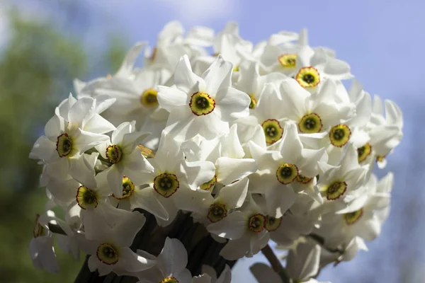 Narciso branco (Narcissus poeticus) - flores delicadas brancas na primavera. Buquê de narcisos, branco com um centro laranja. Contexto — Fotografia de Stock