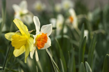 Baharda bahçede farklı türde nergisler çiçek açar. Güzel çiçekler - turuncu kekeme beyaz nergisler ve sarı nergisler