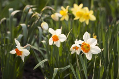 Baharda bahçede farklı türde nergisler çiçek açar. Güzel çiçekler - turuncu kekeme beyaz nergisler ve sarı nergisler