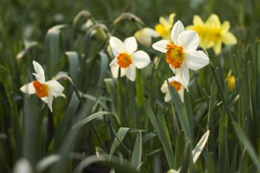 Baharda bahçede farklı türde nergisler çiçek açar. Güzel çiçekler - turuncu kekeme beyaz nergisler ve sarı nergisler