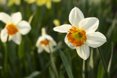 Baharda bahçede farklı türde nergisler çiçek açar. Güzel çiçekler - turuncu kekeme beyaz nergisler ve sarı nergisler