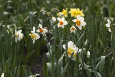 Baharda bahçede farklı türde nergisler çiçek açar. Güzel çiçekler - turuncu kekeme beyaz nergisler ve sarı nergisler