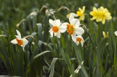 Baharda bahçede farklı türde nergisler çiçek açar. Güzel çiçekler - turuncu kekeme beyaz nergisler ve sarı nergisler