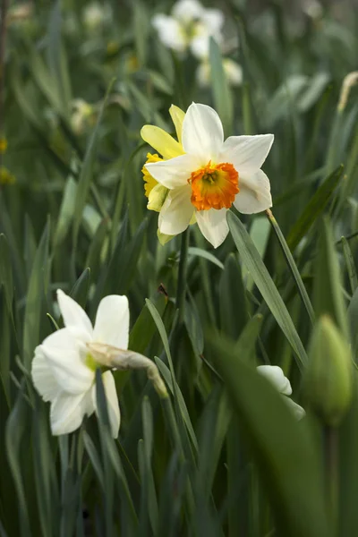 I narcisi di diversi tipi fioriscono in primavera in giardino. Bei fiori - narcisi bianchi con stami arancioni e narcisi gialli — Foto Stock