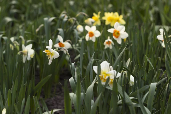 Les jonquilles de différents types fleurissent au printemps dans le jardin. Belles fleurs - jonquilles blanches avec étamines orange et jonquilles jaunes — Photo