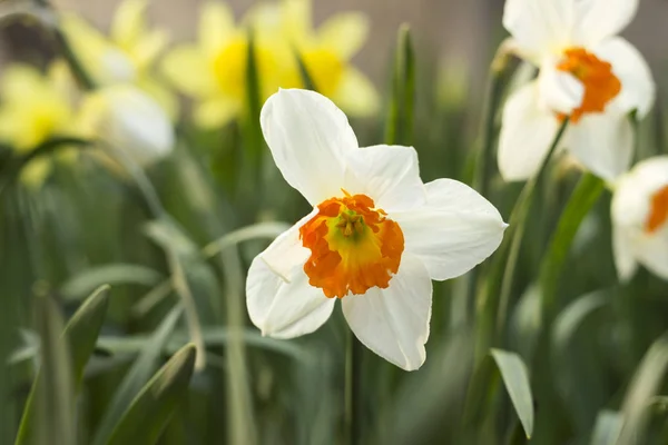 Påskliljor av olika slag blommar på våren i trädgården. Vackra blommor - vita påskliljor med orange styrka och gula påskliljor — Stockfoto