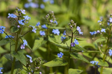 Güneşli bir bahar gününde bahçede açmakta olan mavi unutkanlık (Myosotis, Scorpion otları). Güzel ve narin mavi çiçekler, amiya ve sadakat sembolü, arka plan.