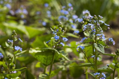 Güneşli bir bahar gününde bahçede açmakta olan mavi unutkanlık (Myosotis, Scorpion otları). Güzel ve narin mavi çiçekler, amiya ve sadakat sembolü, arka plan.