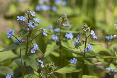 Güneşli bir bahar gününde bahçede açmakta olan mavi unutkanlık (Myosotis, Scorpion otları). Güzel ve narin mavi çiçekler, amiya ve sadakat sembolü, arka plan.