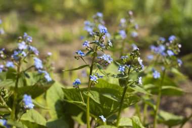 Güneşli bir bahar gününde bahçede açmakta olan mavi unutkanlık (Myosotis, Scorpion otları). Güzel ve narin mavi çiçekler, amiya ve sadakat sembolü, arka plan.
