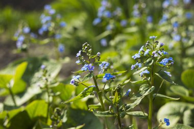 Güneşli bir bahar gününde bahçede açmakta olan mavi unutkanlık (Myosotis, Scorpion otları). Güzel ve narin mavi çiçekler, amiya ve sadakat sembolü, arka plan.