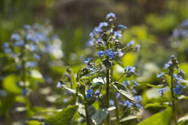 Güneşli bir bahar gününde bahçede açmakta olan mavi unutkanlık (Myosotis, Scorpion otları). Güzel ve narin mavi çiçekler, amiya ve sadakat sembolü, arka plan.