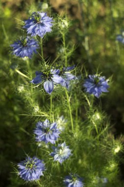 Narin Nigella sativa flowe (Sis Aşkı), küçük yeşil çalılıklarda mavi çiçeklerin farklı tonlarıyla yaz bitkisi. 