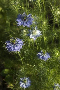 Narin Nigella sativa flowe (Sis Aşkı), küçük yeşil çalılıklarda mavi çiçeklerin farklı tonlarıyla yaz bitkisi. 