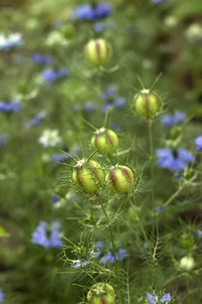 青い花(ラブ・イン・ア・ミスト) 、小さな緑の低木で異なる色合いの青い花を持つ夏のハーブ植物を持つ大日ナイジェラサティバの花。ブラックヘッド種箱 — ストック写真