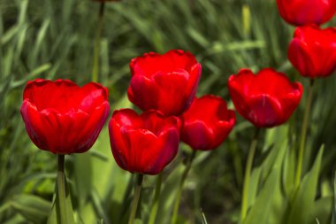 Baharda bahçede birçok güzel kırmızı laleler çiçek açar. Bir sürü çiçek, arka plan