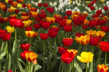 A lot of bright red and orange tulips blooms in the spring in the garden. Many flowers, background