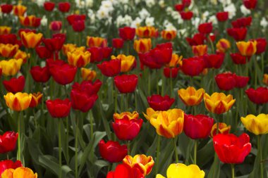 A lot of bright red and orange tulips blooms in the spring in the garden. Many flowers, background