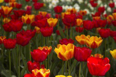 A lot of bright red and orange tulips blooms in the spring in the garden. Many flowers, background