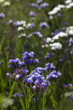 Limonium (Plumbaginaceae) - small white and blue summer flowers grow in the garden. Background