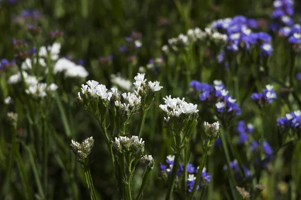 Limonium (Plumbaginaceae) - small white and blue summer flowers grow in the garden. Background — 스톡 사진