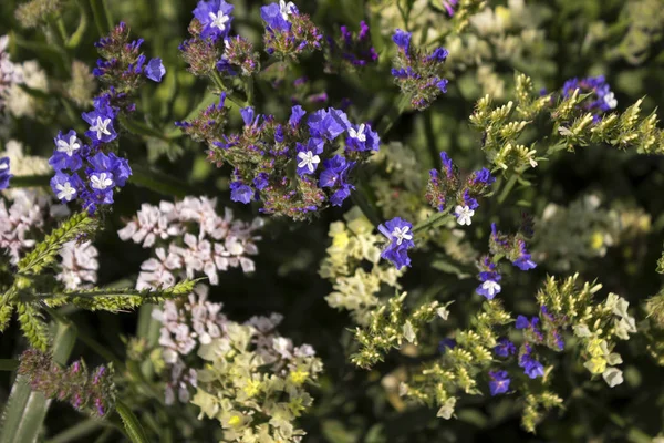 Limonium (Plumbaginaceae) - small white and blue summer flowers grow in the garden. Background, top view — Stock Photo, Image